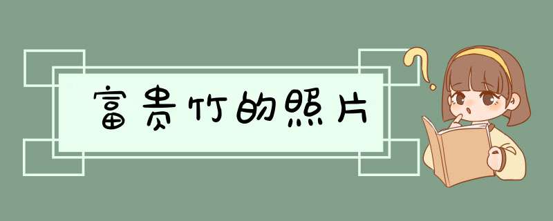 富贵竹的照片,第1张